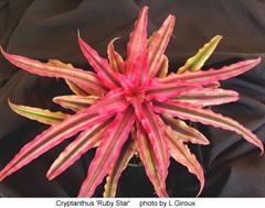 کریپتانتوس بروملیادس